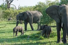 Afrikanischer Elefant (93 von 131).jpg